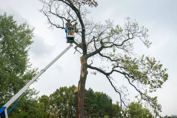 Best Tree Preservation Services  in Sea Breeze, NC