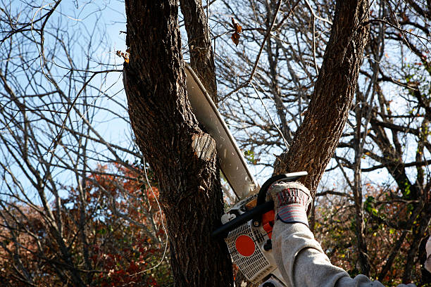 Best Storm Damage Tree Cleanup  in Sea Breeze, NC