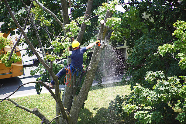 Best Root Management and Removal  in Sea Breeze, NC